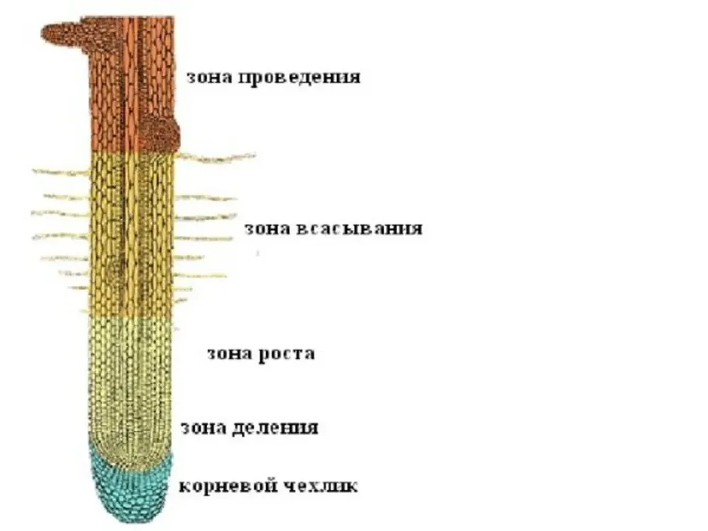 Модель строения корня — купить по ФГОС | Учебный стандарт
