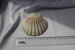 Раковина Пектен Албикан (Pecten albicans) двустворчатая (склеена), 9-12см, 1шт
