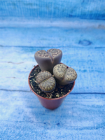 Lithops sp. (Литопсы)
