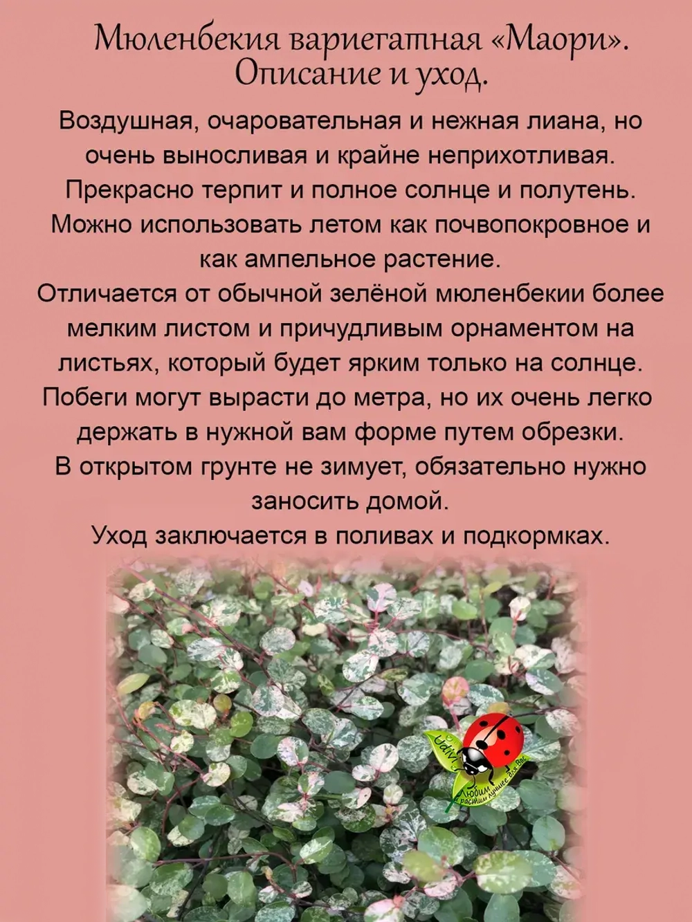 Мюленбекия Маори вариегатная