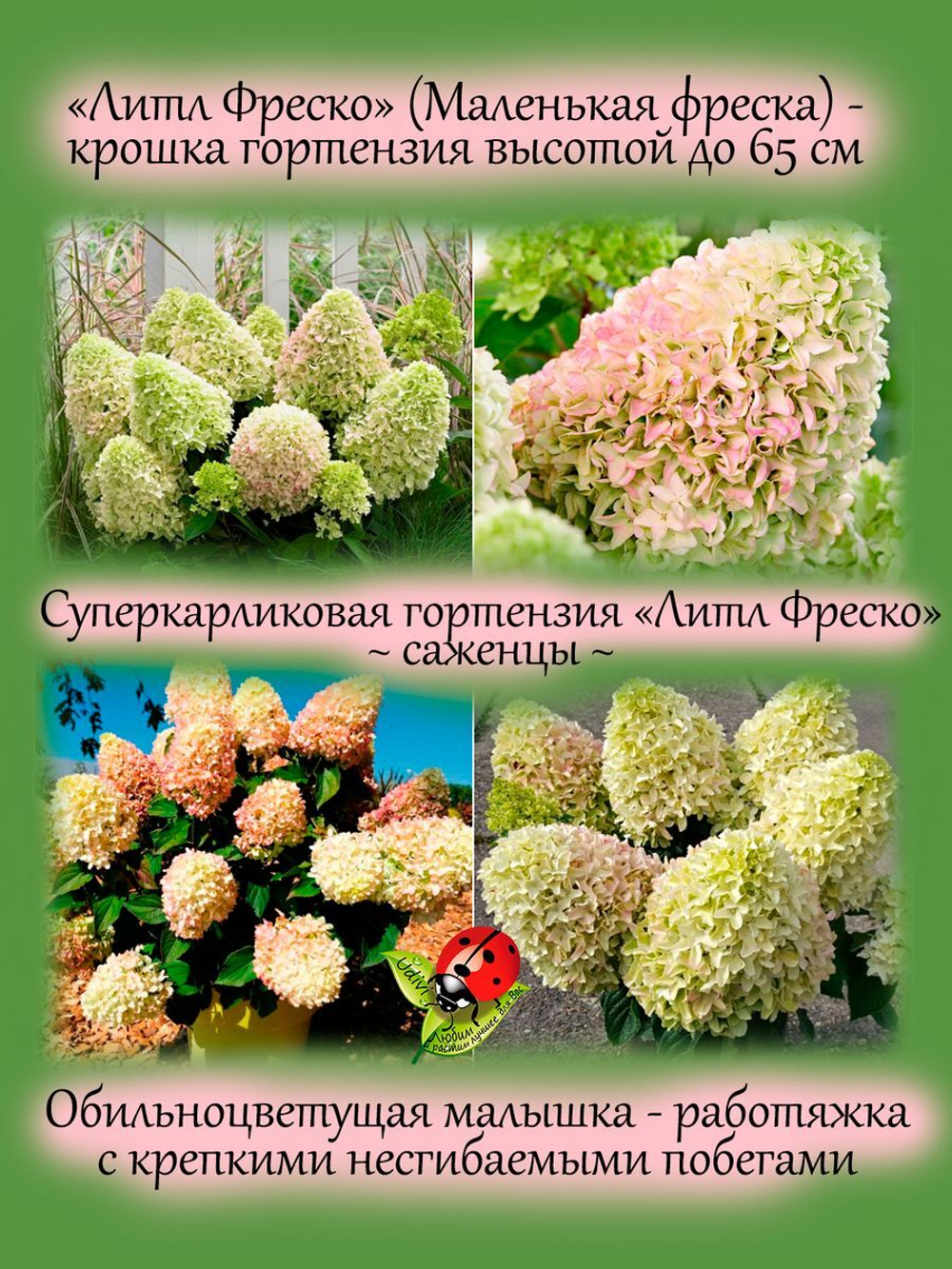 Гортензия карликовая Литл Фреско метельчатая