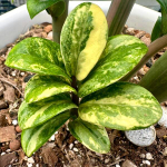 Замиокулькас DWARF VAR 1 leaf (А145)
