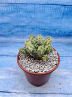 Euphorbia Pseudoglobosa variagate (Эуфорбия)