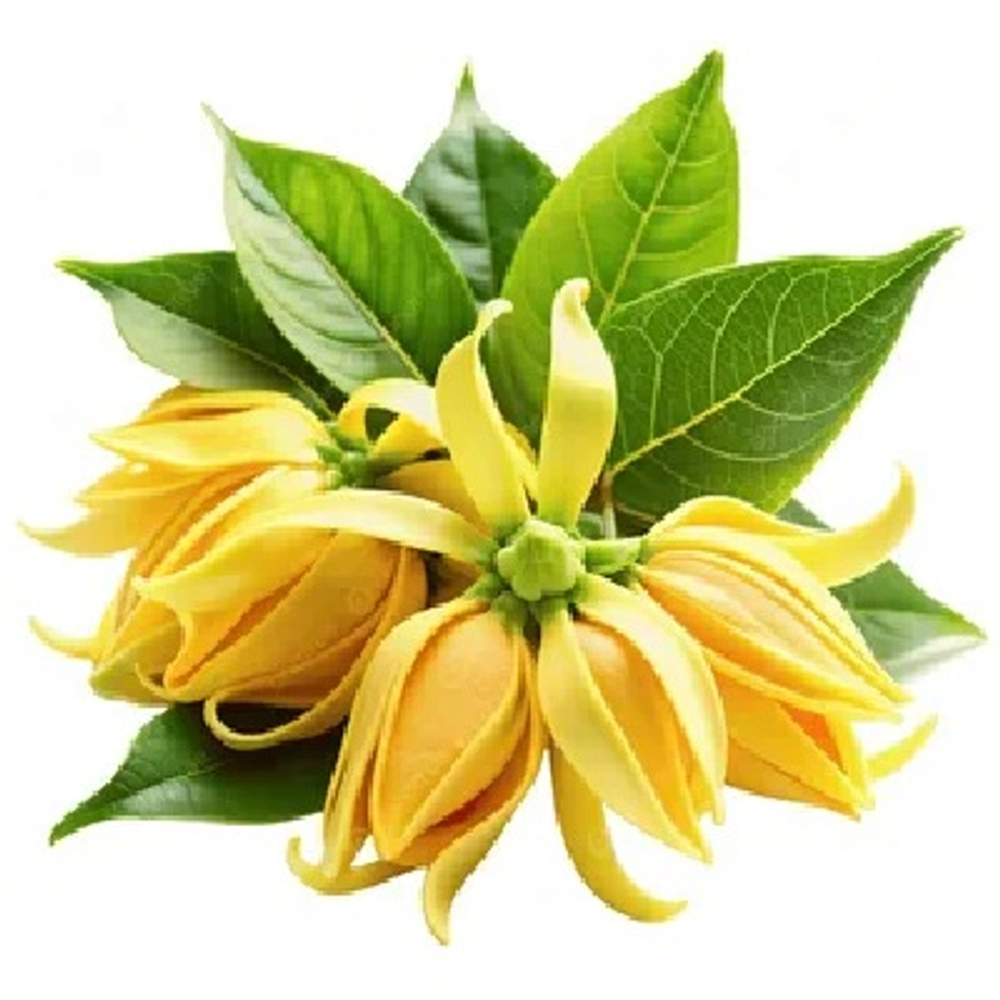 ИЛАНГ-ИЛАНГ ЭКСТРА эфирное масло (Ylang-Ylang Extra Oil) VENTOS