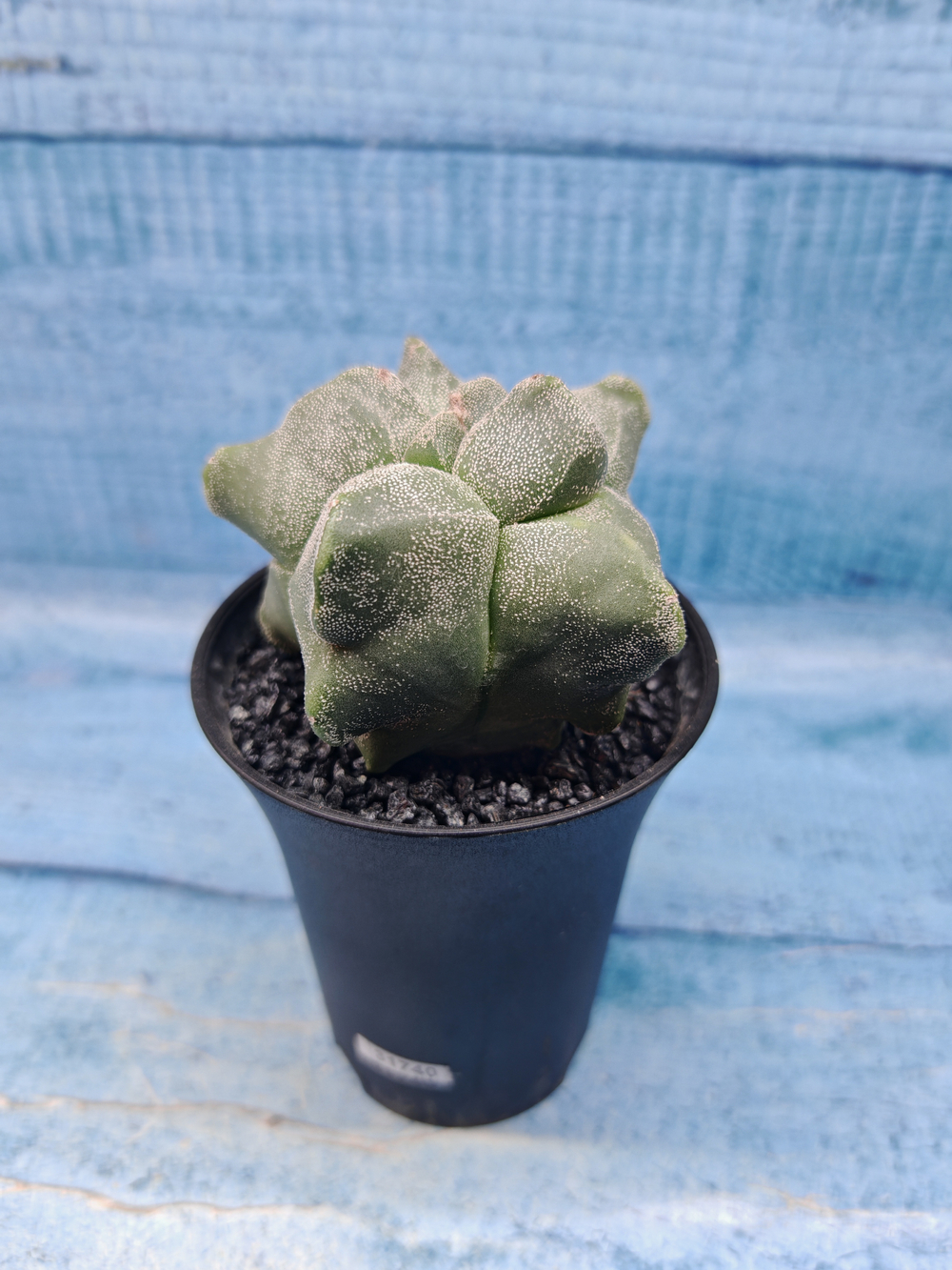 Astrophytum Myriostigma monstrosa (Астрофитум)
