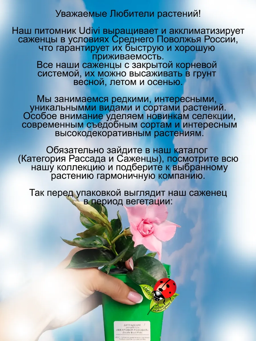 Дипладения Махровая Розовая Мандевила