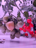 Лаборатория для овощей Greenbar ПАК LUX-TOM-PEPER-1