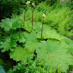 Астильбоидес пластинчатый. Astilboides tabularis.