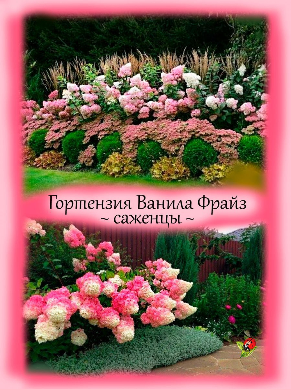 Гортензия Ванила Фрайз метельчатая