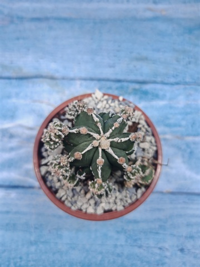 Astrophytum Myriostigma "Hakujo Fukuryu" (Астрофитум)