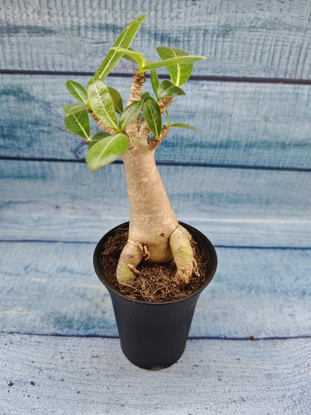 Adenium Baobab (Адениум)