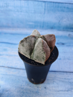 Astrophytum Myriostigma monstrosa (Астрофитум)
