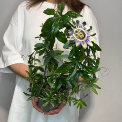 Пассифлора