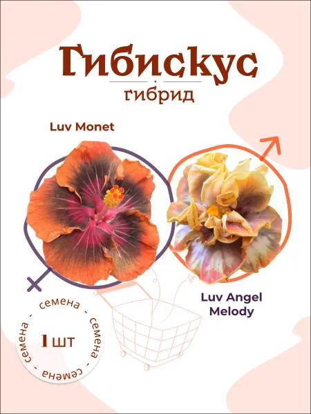 Гибискус Luv Monet x Luv Angel Melody семя, 1 шт.