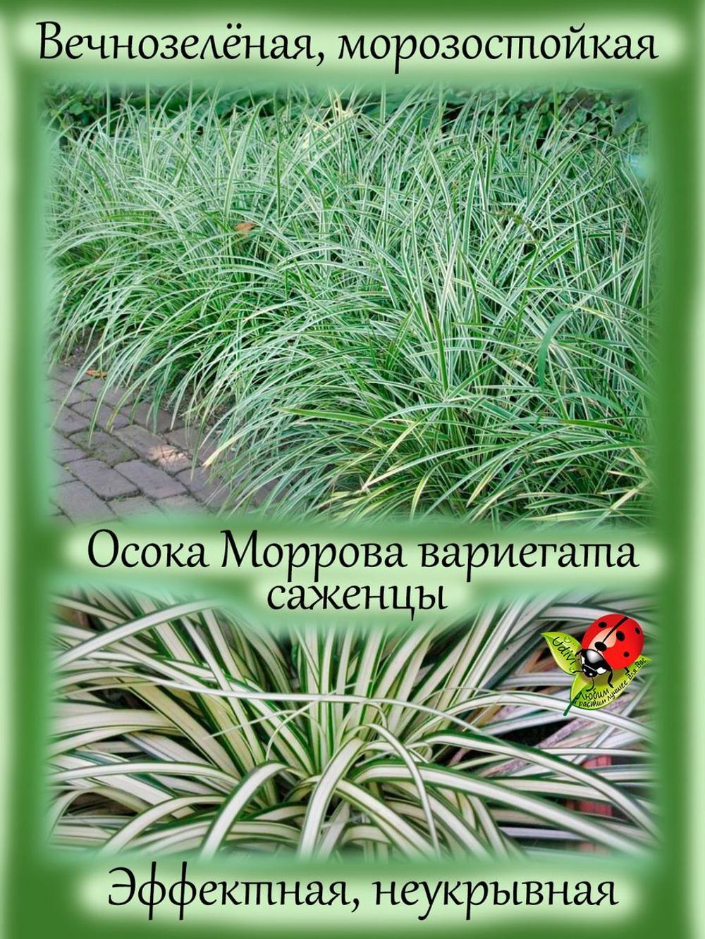 Злак Осока Моррова Вариегата многолетняя