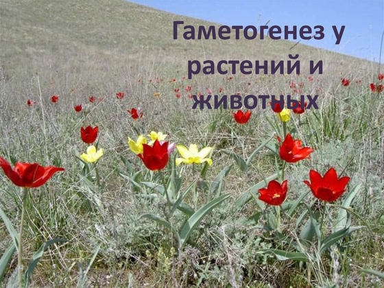 Модель-аппликация "Гаметогенез у человека и млекопитающих"