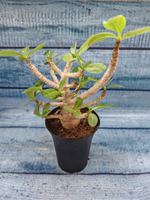 Adenium Baobab (Адениум)