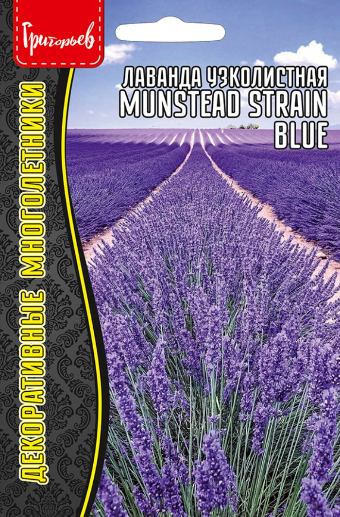 Лаванда Munstead strain blue узколистная многолетник 30шт (Ред.Сем)