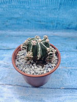 Astrophytum Myriostigma "Hakujo Fukuryu" (Астрофитум)