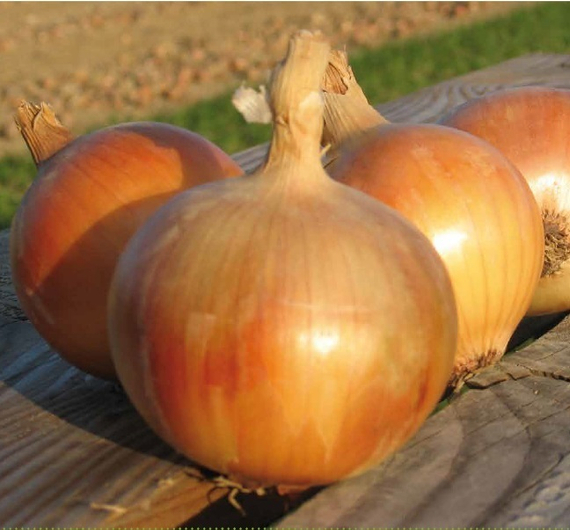Рокито семена лука репчатого (Seminis / Семинис) – фото 6