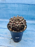 Gymnocalycium T-Rex Pink hybrid (Гимнокалициум T-rex)