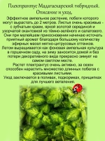 Плектрантус Мадагаскарский ароматный