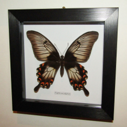 Бабочка Papilio ascalaphus самка в рамке