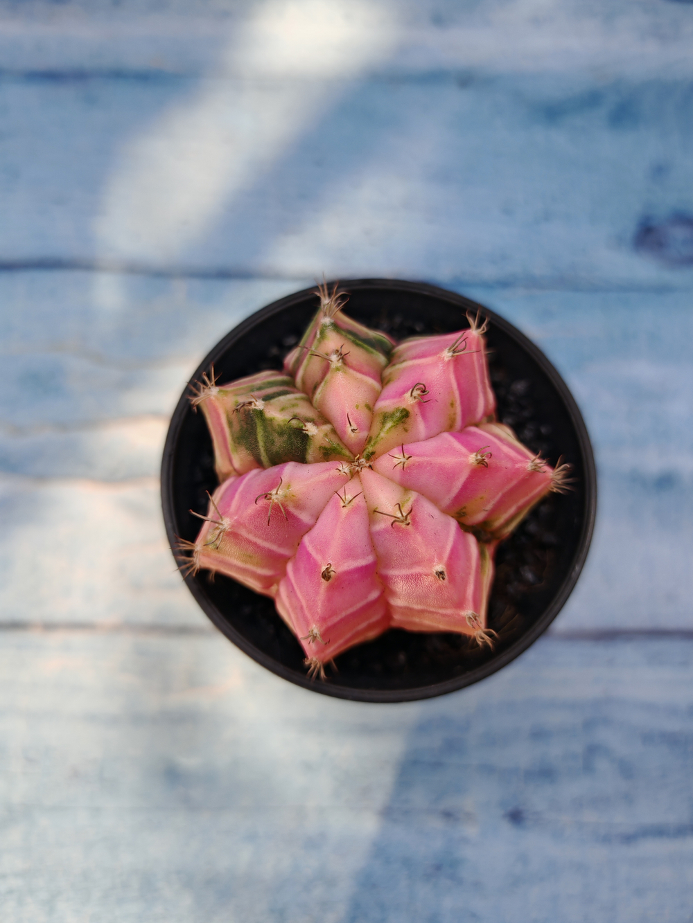 Gymnocalycium Variegata (Гимнокалициум Вариегатный)