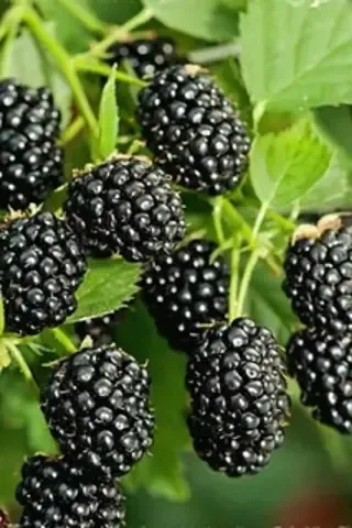 Ежевика Бжезина (Brzezina) (бесшипная) (ЗКС)