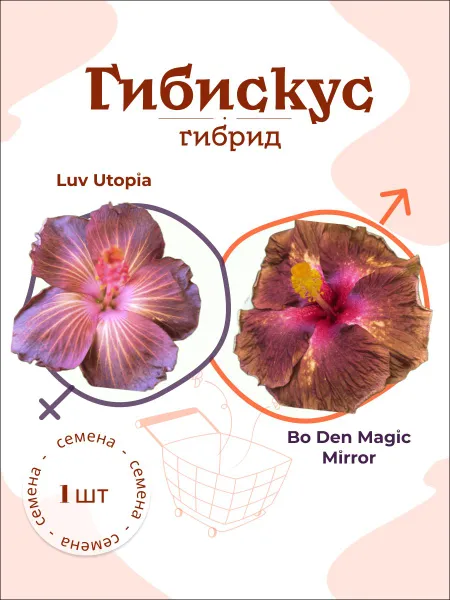 Гибискус Luv Utopia x Bo Den Magic Mirror — семена, 1 шт.