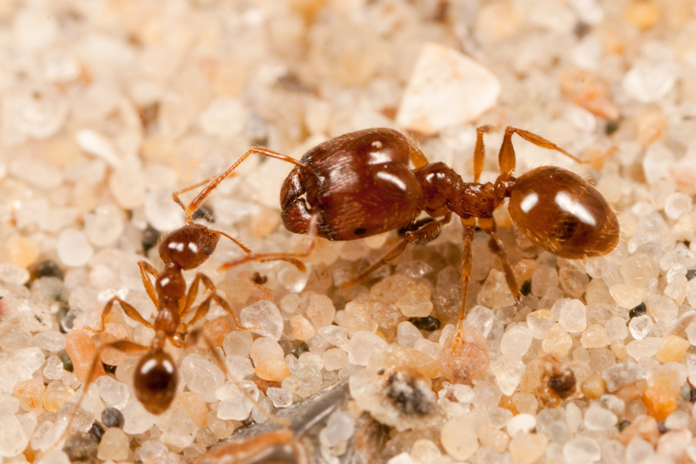 Муравьи рода Pheidole