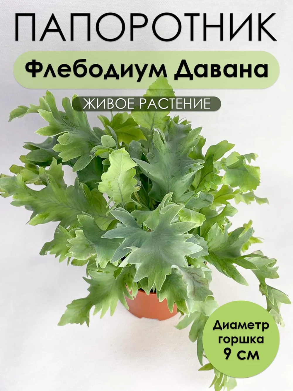 Флебодиум Давана. Растение живое комнатное