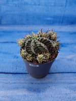 Euphorbia meloformis f. Variegated (Эуфорбия вариегатная)