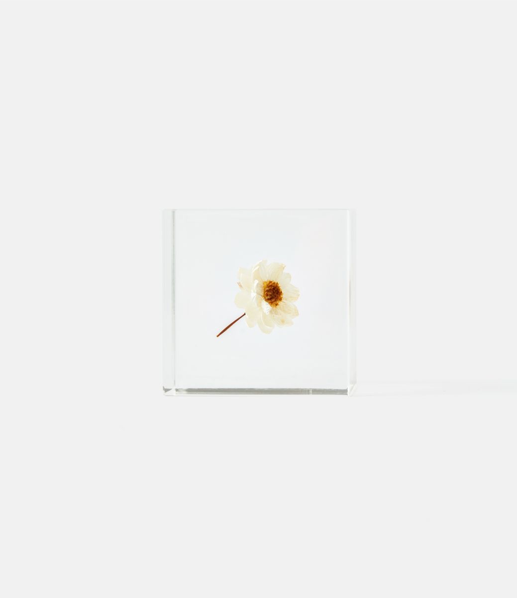 Sola Cube Chamomile Sunray — куб из акриловой смолы