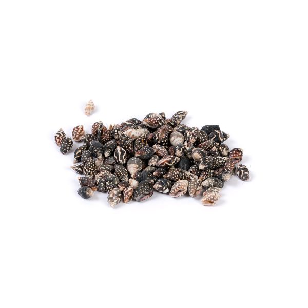 Ракушки декоративные 100 г, ± 5 г, 1.9 см, Nassa Columbella, Zlatka DRF-007