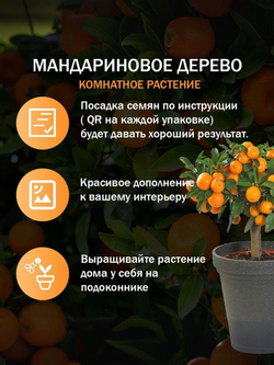 Мандариновое дерево, Мини-мандарин, каламондин ( семена 5 шт х 1 упаковка )