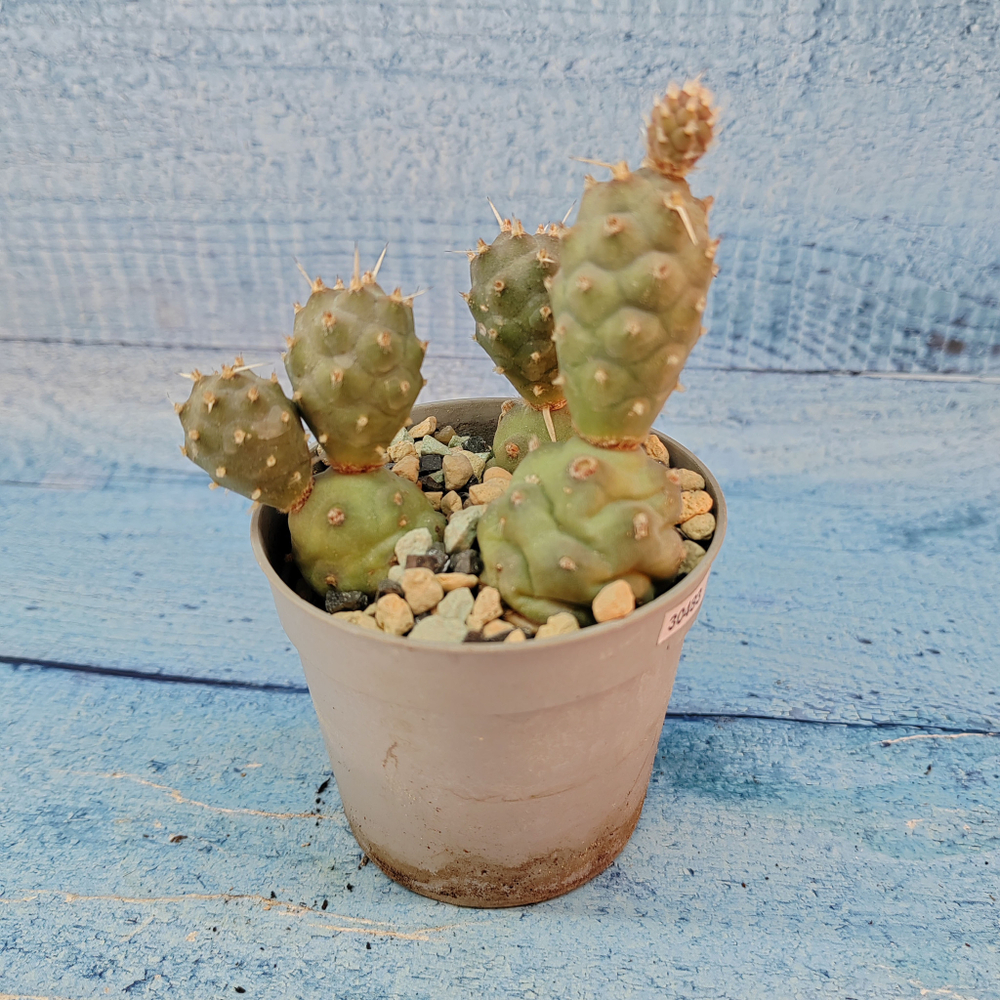Tephrocactus Articulatus (Тефрокактус)