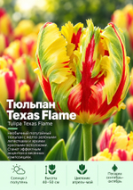 Тюльпан Texas Flame
