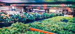 Фитолампа для освещения растений в теплицах и гроубоксах