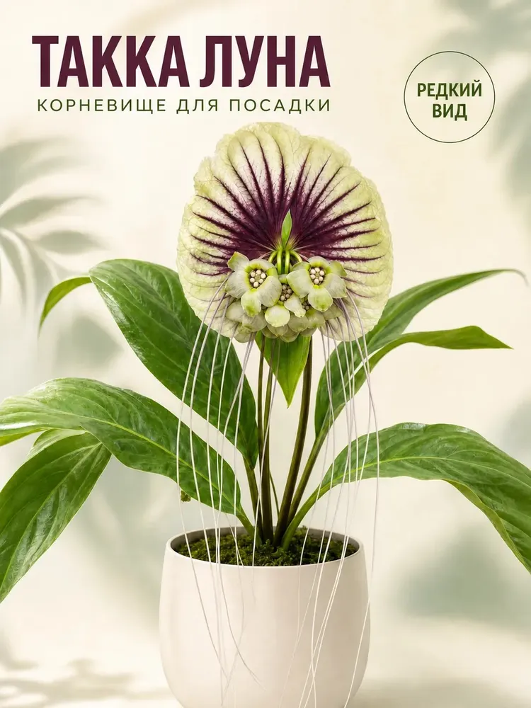 Такка "Белая луна" корневище