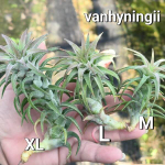 Тилландсия vanhyningii M (Т53)