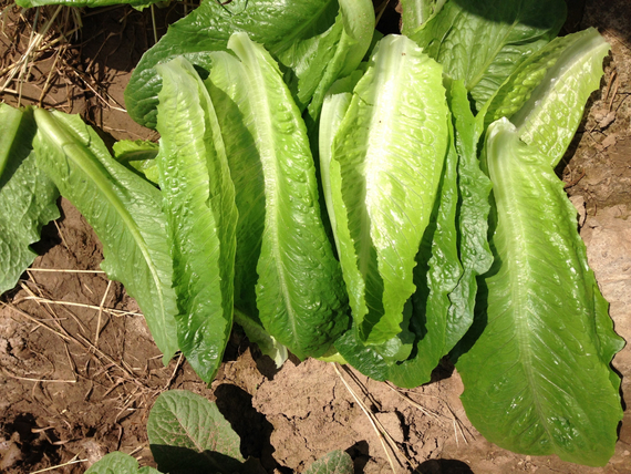 АУВОНА семена салата ромэн (Rijk Zwaan / ALEXAGRO) – фото 1