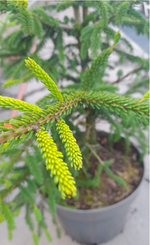 Ель "Acrocona Aureospicata"