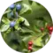 Aircraft CIGAR BLEND - Nordic Wild Berries (200г)