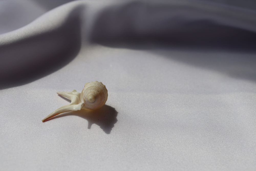 Морская ракушка Куриная нога (Aporrhais pesgallinae) 3,2 см.