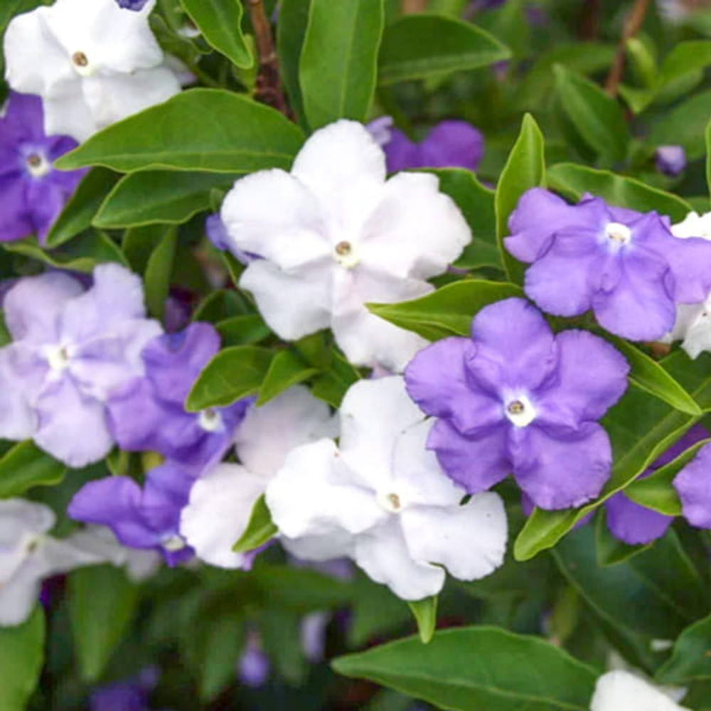Брунфельсия австралийская – Brunfelsia australis