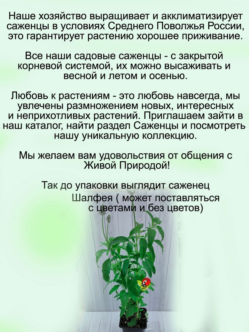 Шалфей Эволюция белый мучнистый Сальвия