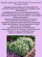 Шалфей Шнеехюгель белый Снежный холм Сальвия