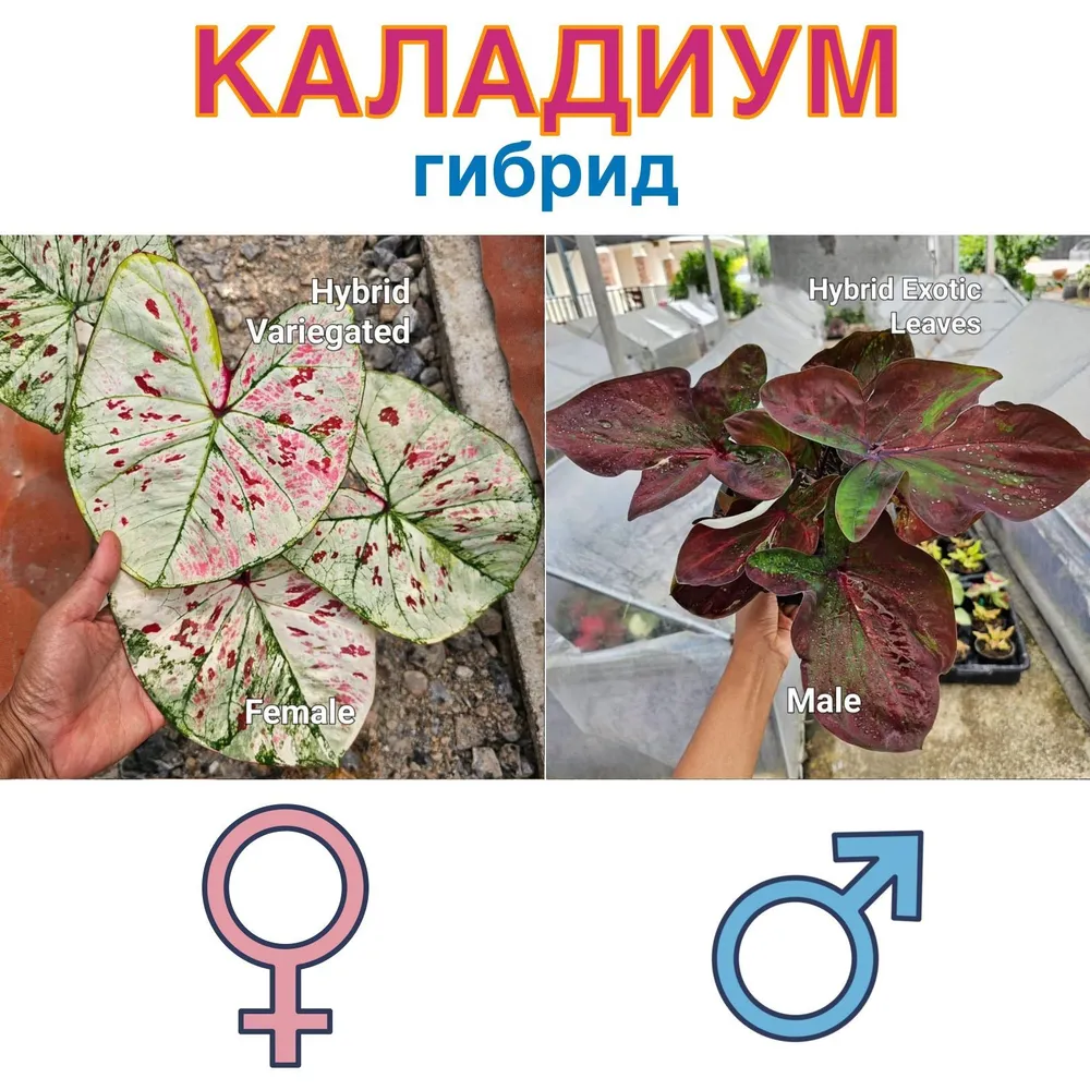 Каладиум гибрид вариегатный х Гибрид экзотик семена 5 штук