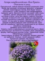 Астра Блю букет новобельгийская многолетняя